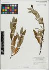 Foto von Salix appendiculata Vill. x Salix helvetica Vill.